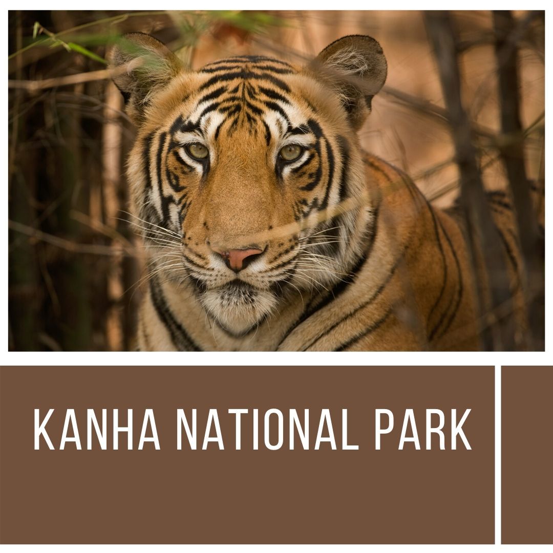 kanha tiger sightings | kanha national park