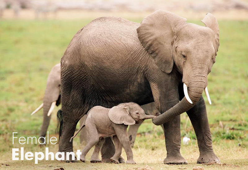 looking for wildlife elephant export south africa