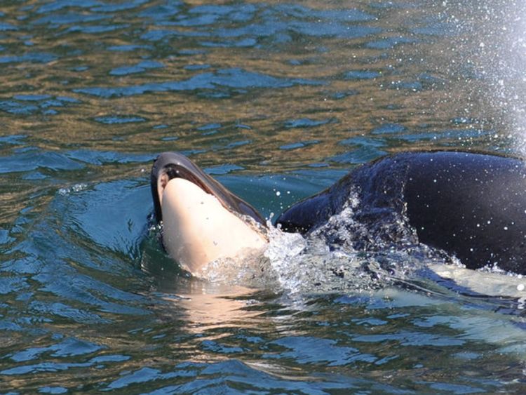 grieving killer whale mother is falling behind family as she