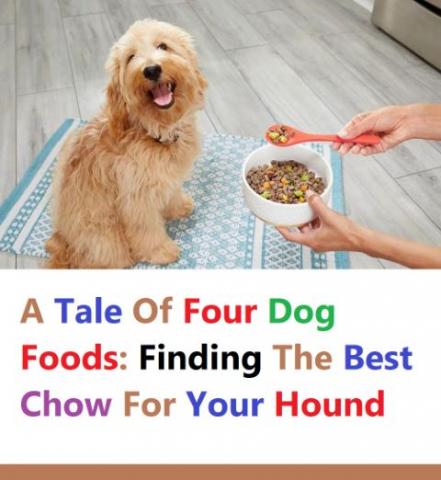 Finding The Best Chow For Your Hound