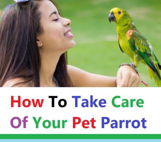 Now you can take care of your parrot and maintain its health and beauty