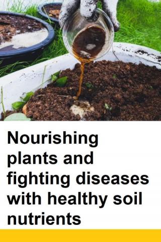 How to Maintain House and Garden Plants by Feeding and Detecting Diseases