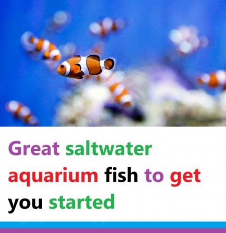 Information for Aquarium and Saltwater Fish Keepers