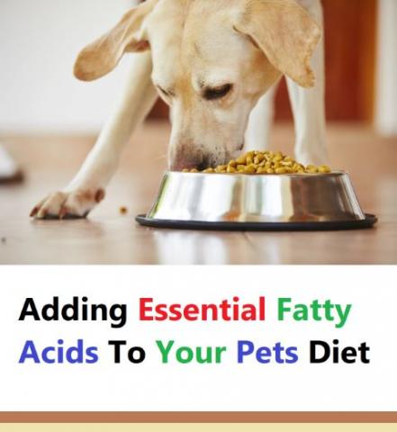 Fatty acids are very nutritious and a general tonic for pets