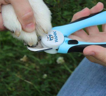 How To Trimming Your Pet’s Toenails? | Hankpets|