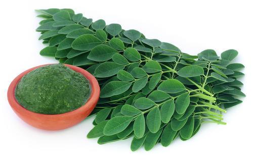 14 health Benefits Of Moringa plant, Seeds &amp; leaf - KokoLevel Blog