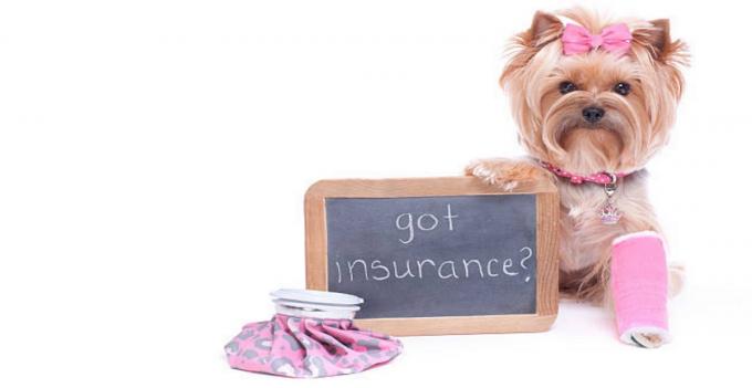 Dog health insurance