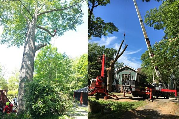 Silver Tree Service, Professional Tree Removal Services Alpharetta GA