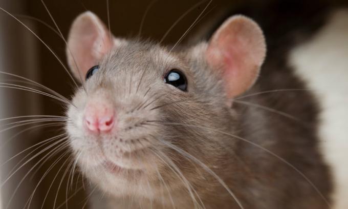 How to Get Rid of Rats in the House? &#8211; MDXConcepts