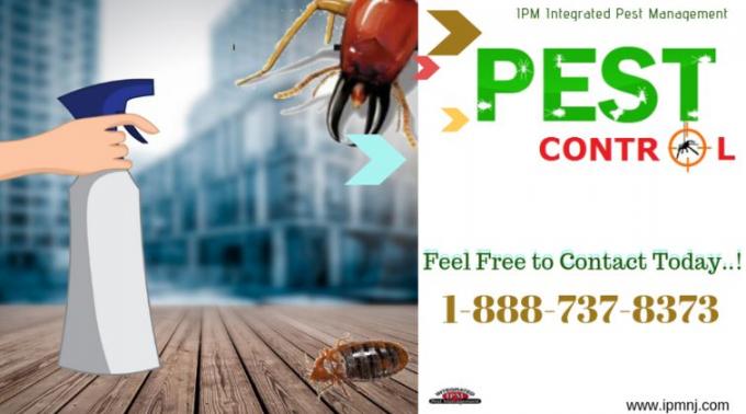 Commercial Termite Control in Hammonton