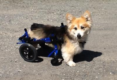 Benefits Of Using A Dog Wheelchair