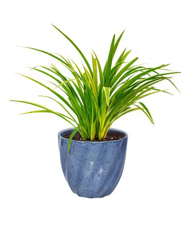 Chlorophytum Plants