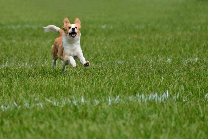 Pet-Friendly Turf: Safe, Clean, and Low Maintenance | LogCla.com