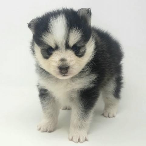 mini pomsky-Adam | mini pomsky | Pomsky | blue eye pomsky