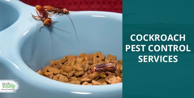 How Cockroaches Can Make You Sick And What Can You do About It?