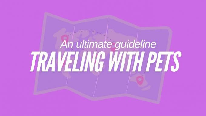 An Ultimate Guide on Traveling with Pets | Pet Travel Tips