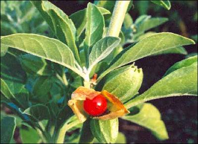 Ashwagandha (Withania Somnifera) - Uses, Health Benefits &amp; Dosage