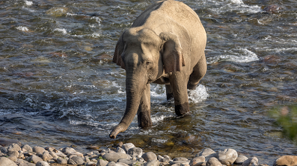 Kunkhet Valley Resort: River Views In Jim Corbett National Park