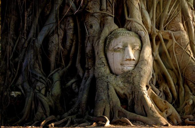 Bangkok Pattaya Package Tour from Kolkata with Buddha Head in Baniyan Tree