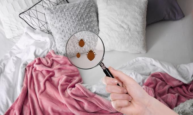Bed Bug Exterminator in Austin TX
