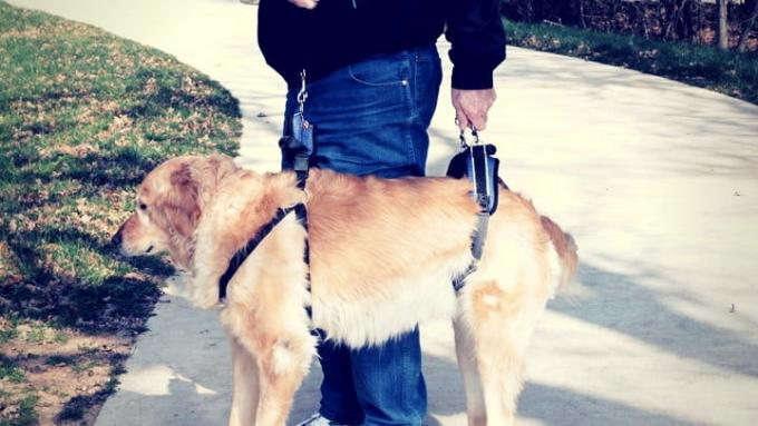  Dog Rear Lift Harness