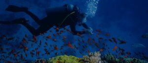 Consejos imprescindibles para disfrutar de Buceo Mallorca - AtoAllinks