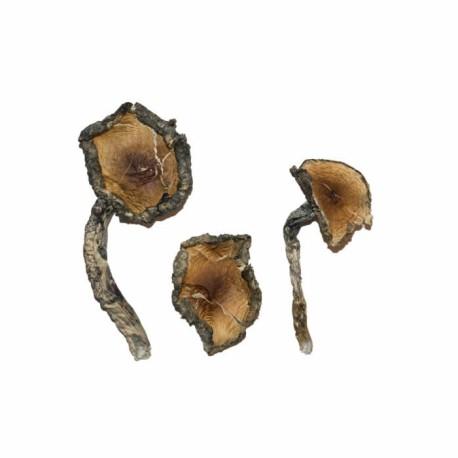 Blue Meanie Mushrooms - magic mushrooms blue meanies