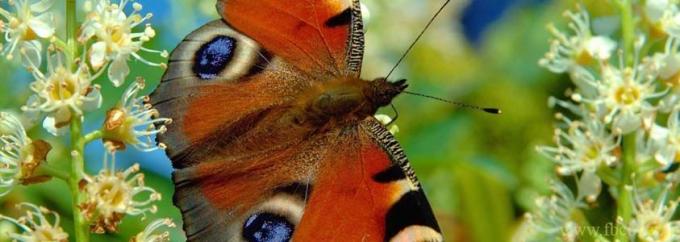 Butterfly new facebook Cover Photos Pictures collection