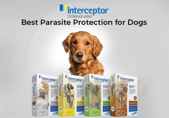 Interceptor – Best Parasite Protection for Dogs -