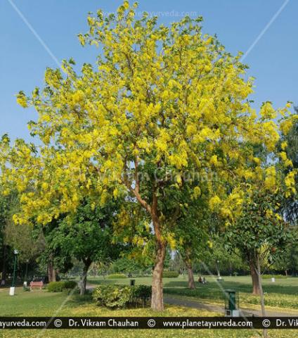 Amaltas (Cassia Fistula) - Uses, Benefits, Properties &amp; Dosage