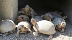 Tortoises Advice and Care