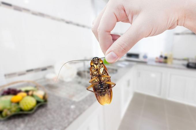 Tips Regarding cockroach control in Mississauga