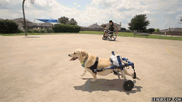 BEST DOGGY WHEELCHAIR: REHABILITATION, HANDICAP & ARTHRITIS SOLUTIONS