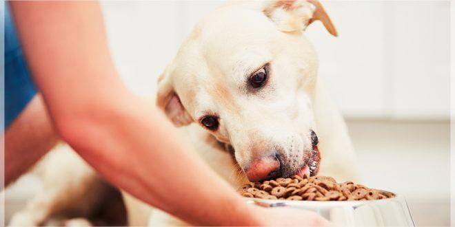 Top 10 Best Dog Foods: Choosing what's right for your pup | DogExpress