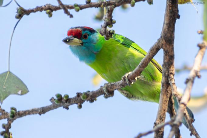 Birds of Himachal – A Photo Story of the Winged Beauties