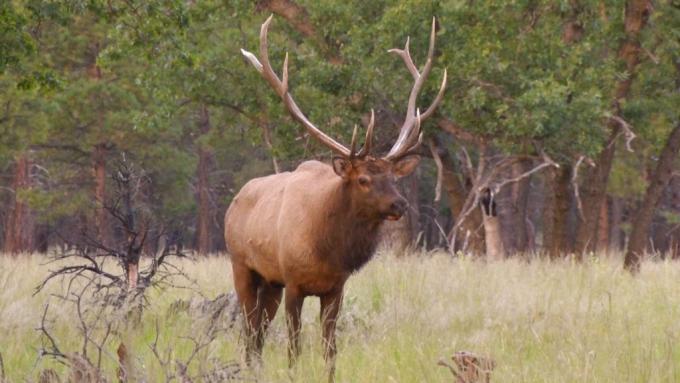 Elk Hunting Amongst Wolves | Elk Hunting | Big Game Hunting