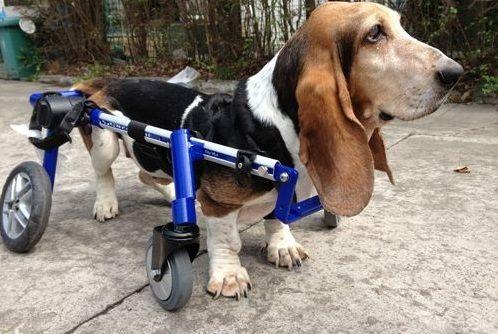 Best Wheelchair for Dogs Walking