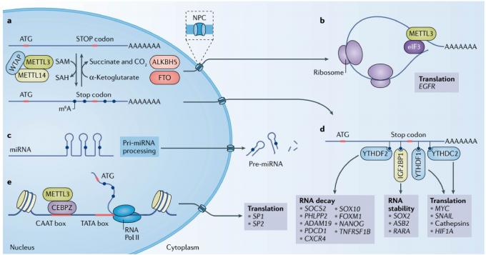 mRNA qPCR Array Service - Creative Biogene IntegrateRNA
