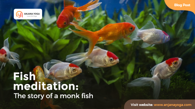 Fish Meditation : The Story of Monk Fish