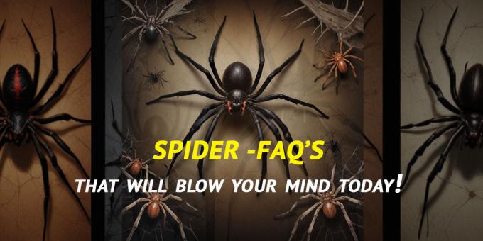 Spiders - Frequently Asked Questions | Pest Quit
