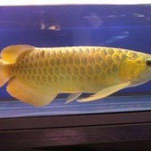 HOME - Arowana fish store