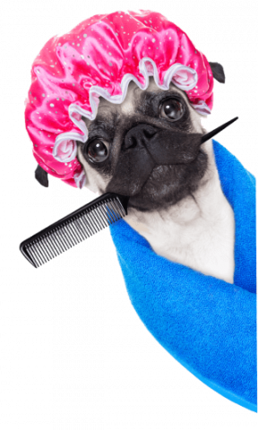 Dog Grooming Services | Pet Grooming Services | Dog Groomers - Petsfolio