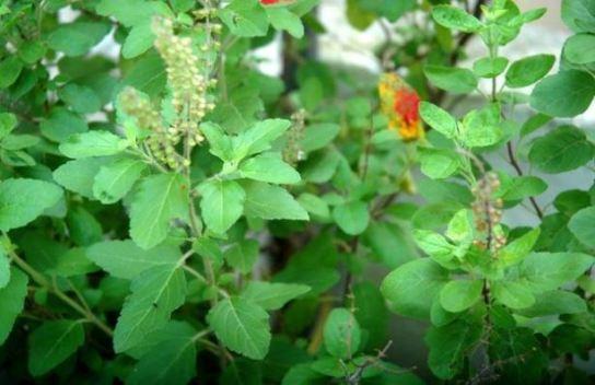 Top Benefits of Tulsi / Holy Basil for Health, Hair and Skin