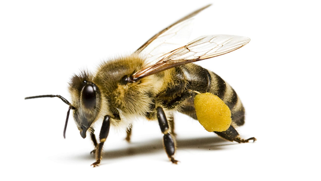 Bee Removal and Bee Control Services in Melbourne - 047-303-8000