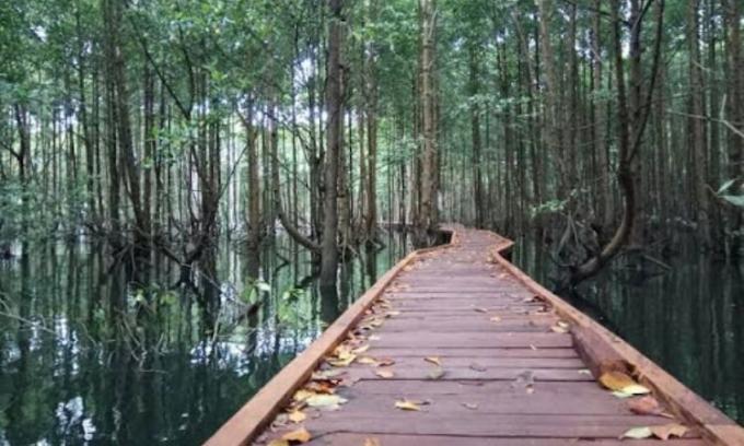 Hutan Mangrove Wana Tirta, wisata alam yang menarik dan kekinian di Kulon Progo