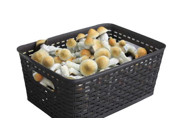 Fresh Mushrooms in a basket