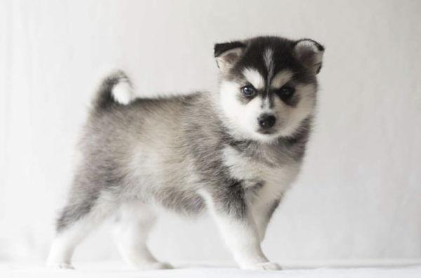 Pomsky Puppy-Darla | pomsky puppies for sale | teacup pomsky puppies