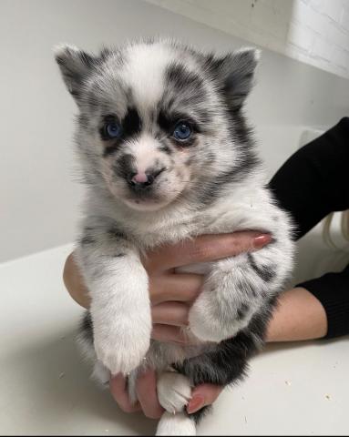 Pomsky Puppy-Molly | pomsky puppies for sale | Pomsky dog|puppies