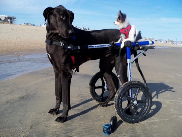 A Dog Wheelchair 