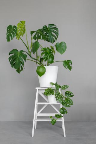 How To Grow Monstera Deliciosa?- A Complete Guide : Gardening Mantras